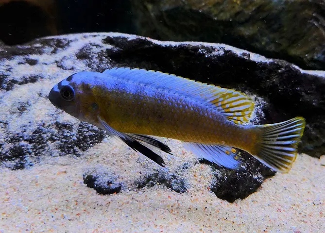 Labeotropheus trewavasae 'Katale Island'